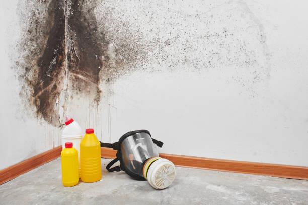 Best Affordable Mold Removal  in Central City, PA
