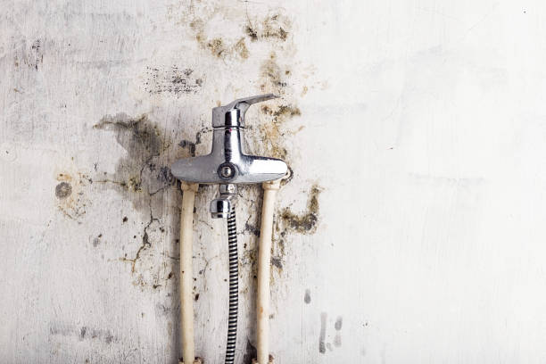 Best Mold Removal Company Near Me  in Central City, PA