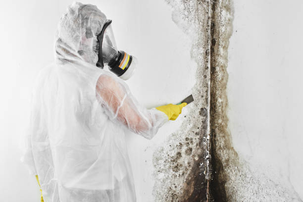 Central City, PA Mold Removal Company
