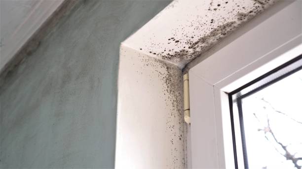 Best Mold Removal Near Me  in Central City, PA