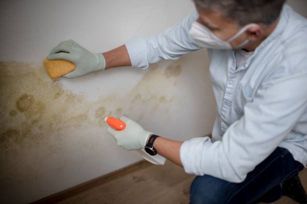 Best Office Mold Removal Services  in Central City, PA