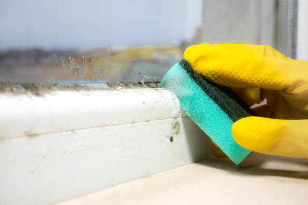 Best Emergency Mold Removal  in Central City, PA