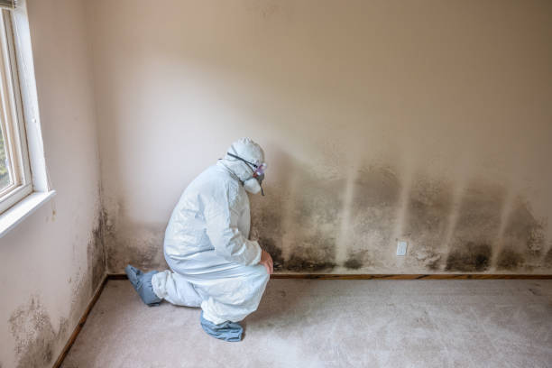 Best Certified Mold Removal  in Central City, PA