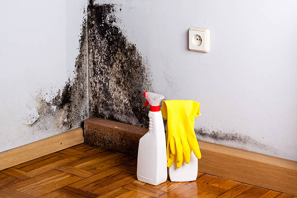 Best Mold Testing and Removal  in Central City, PA
