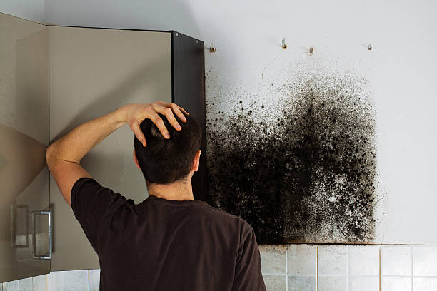Best Best Mold Removal Companies  in Central City, PA