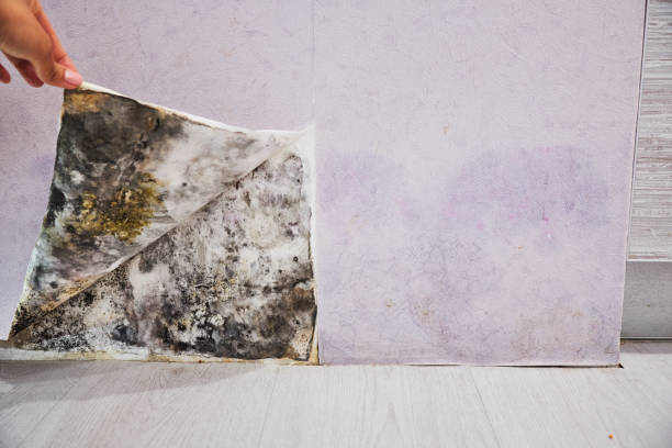 Best Mold Remediation  in Central City, PA